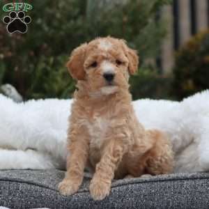 Gracie F1B, Mini Goldendoodle Puppy